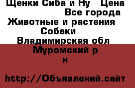 Щенки Сиба и Ну › Цена ­ 35000-85000 - Все города Животные и растения » Собаки   . Владимирская обл.,Муромский р-н